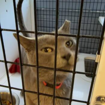 Razzle -  Domestic Short Hair Cat for Adoption in Ruckersville, Virginia - Razzle | PetCurious
