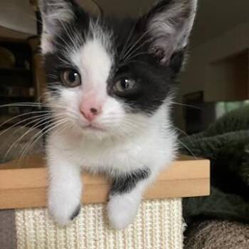 Purrince--In Foster***ADOPTION PENDING*** -  Domestic Short Hair Cat for Adoption in Fargo, North Dakota - Purrince--In Foster***ADOPTION PENDING*** | PetCurious