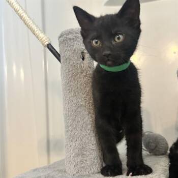REBEL -  Domestic Medium Hair Cat Available for Adoption in Auburn, California - REBEL | PetCurious