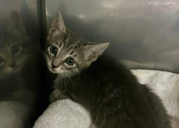 HAHA -  Domestic Short Hair Cat for Adoption in Killeen, Texas - HAHA | PetCurious