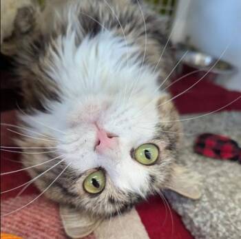 Domestic Long Hair Cats Available for Adoption in Kansas City, Missouri - Normal | PetCurious