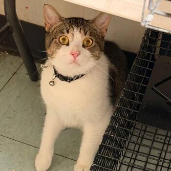 Garfield Gally -  Domestic Short Hair Cat for Adoption in Philadelphia, Pennsylvania - Garfield Gally | PetCurious