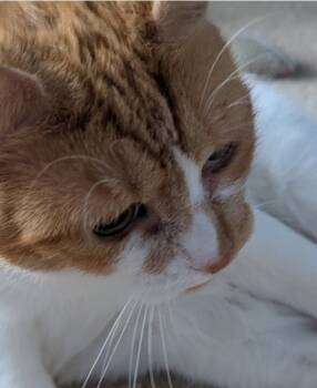 Rescue Domestic Short Hair Cats for Adoption - Salley | PetCurious