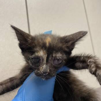 Blossom -  Domestic Short Hair Cat for Adoption in San Antonio, Texas - Blossom | PetCurious
