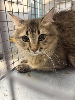 Rescue Domestic Medium Hair Cats for Adoption in Las Vegas, Nevada - COOKIE CRISP | PetCurious