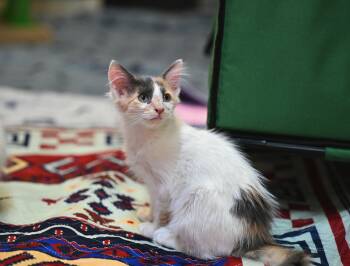 Fanta - Soda Pop Kittens -  Ragdoll Cat for Adoption in Falmouth, Maine - Fanta - Soda Pop Kittens | PetCurious