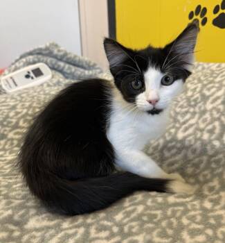 Dango -  Domestic Medium Hair Cat for Adoption in Lemoore, California - Dango | PetCurious