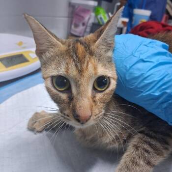 Cherry -  Domestic Short Hair Cat for Adoption in Summerville, South Carolina - Cherry | PetCurious