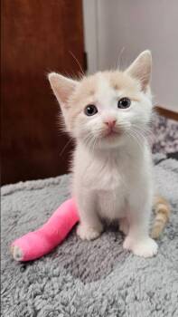 Extra Toes Cat Hemingway Polydactyl Cats Available for Adoption in Seven Valleys, Pennsylvania - Stanley | PetCurious