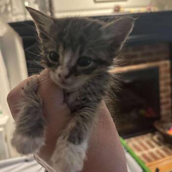 Carbon -  Domestic Short Hair Cat for Adoption in Greensboro, North Carolina - Carbon | PetCurious
