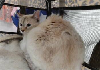 DUCHESS -  Siamese and Domestic Short Hair Cat for Adoption in Albuquerque, New Mexico - DUCHESS | PetCurious