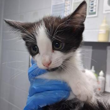 Viola -  Domestic Short Hair Cat for Adoption in Summerville, South Carolina - Viola | PetCurious