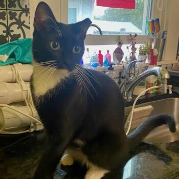 Domestic Short Hair Cats Available for Adoption in Waco, Texas - Rango | PetCurious