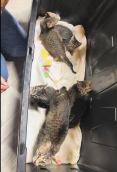 Chiquita -  Domestic Short Hair Cat for Adoption in Ferndale, Michigan - Chiquita | PetCurious