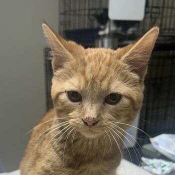 Domestic Short Hair Cats Available for Adoption in West Point, Mississippi - Hobbes | PetCurious