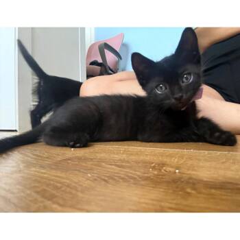Cheesy Gordita Crunch 28 -  Domestic Short Hair Cat for Adoption in Austin, Texas - Cheesy Gordita Crunch 28 | PetCurious