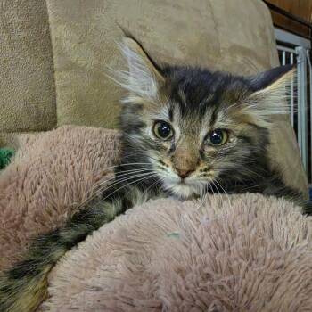 JIGSAW -  Domestic Long Hair Cat for Adoption in Graham, Washington - JIGSAW | PetCurious