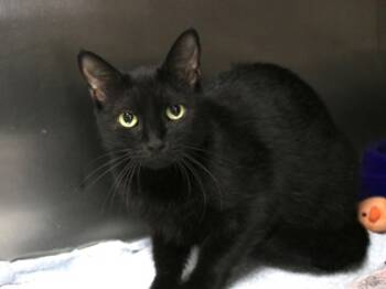 Rescue Domestic Short Hair Cats for Adoption in Brunswick, Georgia - Baby Ruth | PetCurious