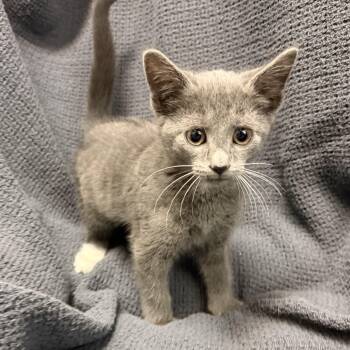 Gloria -  Domestic Short Hair Cat for Adoption in Latrobe, Pennsylvania - Gloria | PetCurious