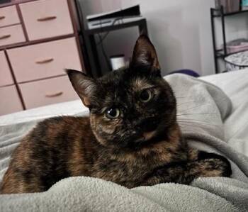 Domestic Medium Hair Cats Available for Adoption - Nixie | PetCurious