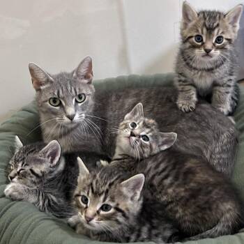 Olive G. -  Domestic Short Hair Cat Available for Adoption in Bloomington, Illinois - Olive G. | PetCurious