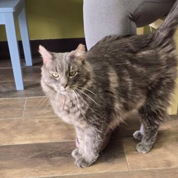 Sir Fluffy Butt -  Domestic Long Hair Cat for Adoption in Bloomington, Illinois - Sir Fluffy Butt | PetCurious