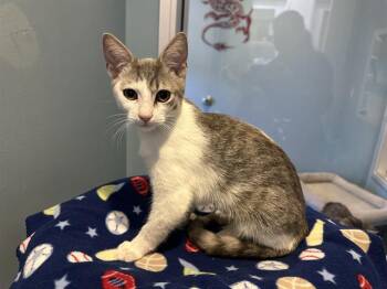 Rescue Domestic Short Hair Cats for Adoption in Santa Clara, California - SOPHIE | PetCurious