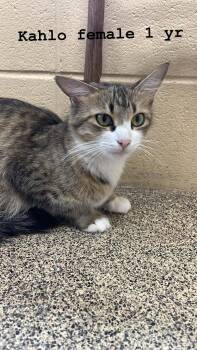 Kahlo -  Domestic Short Hair Cat for Adoption in Fort Payne, Alabama - Kahlo | PetCurious