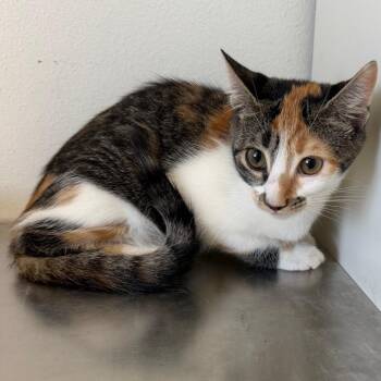Elowen -  Domestic Short Hair Cat for Adoption in Floresville, Texas - Elowen | PetCurious