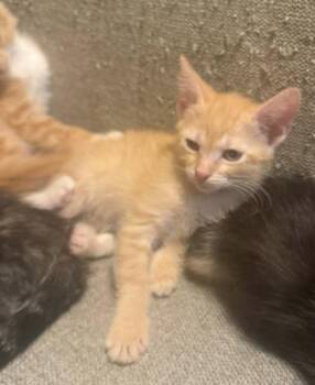 Dragonfruit -  Domestic Short Hair Cat for Adoption in Hobart, Indiana - Dragonfruit | PetCurious