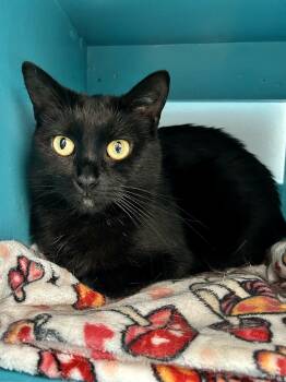 Coraline -  Domestic Short Hair Cat for Adoption in Grand Rapids, Michigan - Coraline | PetCurious
