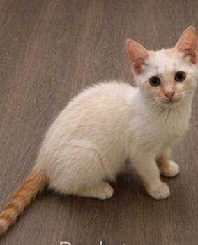 Rockstar -  Siamese and Domestic Short Hair Cat for Adoption in Homer Glen, Illinois - Rockstar | PetCurious
