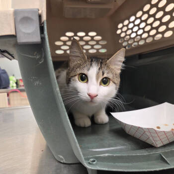 Rescue Domestic Short Hair Cats for Adoption in Chattanooga, Tennessee - Chloe | PetCurious