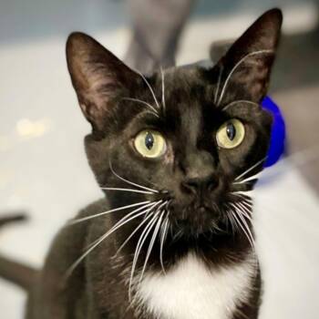 Domestic Short Hair Cats Available for Adoption - Jupiter | PetCurious