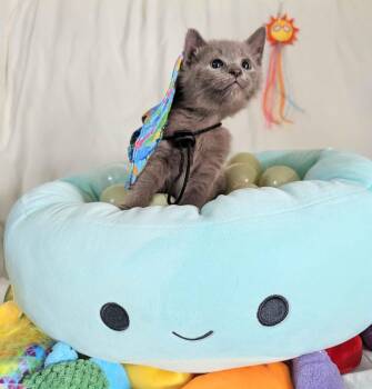 Cornelia -  Domestic Short Hair Cat for Adoption in Seven Valleys, Pennsylvania - Cornelia | PetCurious