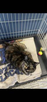 Manx and Tortoiseshell Cats Available for Adoption - Honey | PetCurious