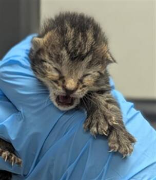 Domestic Short Hair Cats Available for Adoption in Fort Lauderdale, Florida - JESSE | PetCurious