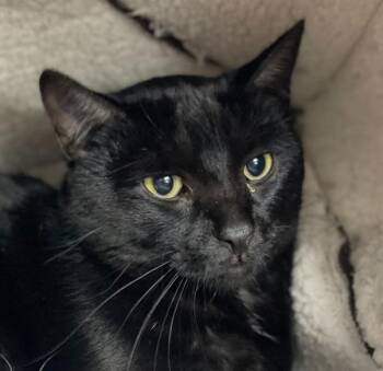 Rescue Domestic Short Hair Cats for Adoption in Lemont, Illinois - Riven | PetCurious