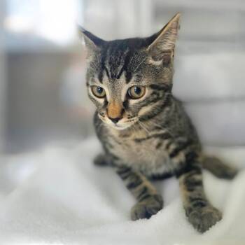 Rocky -  Domestic Short Hair Cat for Adoption in Chapel Hill, North Carolina - Rocky | PetCurious