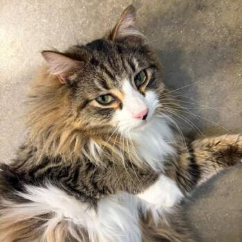 Owl -  Domestic Long Hair Cat for Adoption in Fort Worth, Texas - Owl | PetCurious