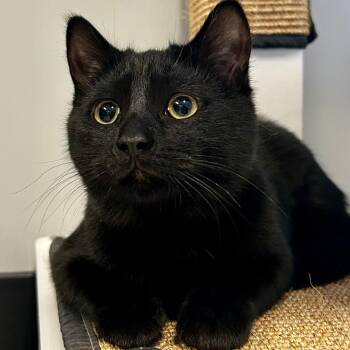 Domestic Short Hair Cats Available for Adoption in Bismarck, North Dakota - Karen | PetCurious