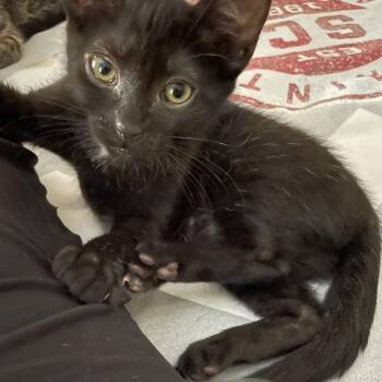 Robin -  Domestic Short Hair Cat Available for Adoption in Fort Lauderdale, Florida - Robin | PetCurious