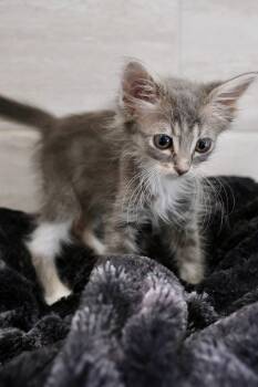 Simba -  Tabby and Domestic Long Hair Cat for Adoption in Walnut Creek, California - Simba | PetCurious