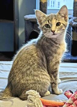 Hailey -  Domestic Short Hair Cat for Adoption in Chesapeake Beach, Maryland - Hailey | PetCurious