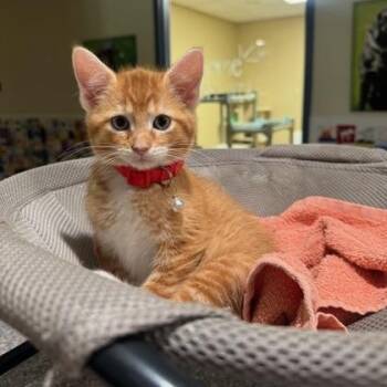 Domestic Short Hair Cats Available for Adoption in Quincy, Illinois - Meenie | PetCurious