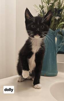 dolly black white toes -  Domestic Short Hair Cat for Adoption in Seven Valleys, Pennsylvania - Dolly Black White Toes | PetCurious