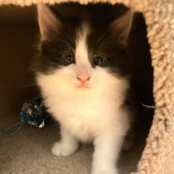 Domestic Long Hair Cats Available for Adoption in Long Beach, California - Kipper | PetCurious