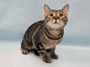 George -  Domestic Short Hair Cat for Adoption in Minneapolis, Minnesota - George | PetCurious
