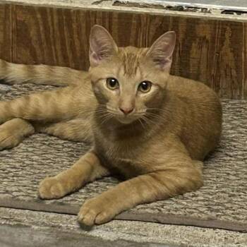 Rescue Domestic Short Hair Cats for Adoption in Warr Acres, Oklahoma - Milo | PetCurious