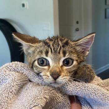 Rescue Domestic Short Hair Cats for Adoption in Beaufort, South Carolina - Louise | PetCurious